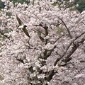写真: 桜ツバメ2024