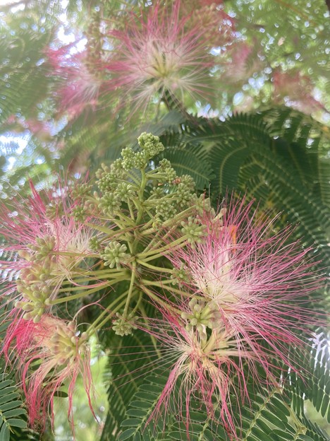 写真: ねむの木の花