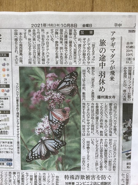 写真: アサギマダラが飛来　神戸新聞の記事
