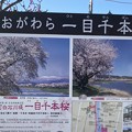 写真: おおがわら一目千本桜1
