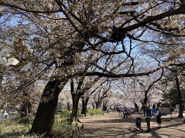写真: 井の頭公園の桜