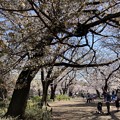 Photos: 井の頭公園の桜