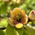 カラタネオガタマの花