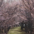 写真: 2021年の桜の小径