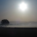 写真: 朝靄の景色