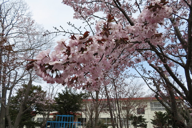 写真: 5月1日母校の桜咲く