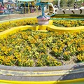 写真: 黄色い花壇