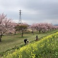 Photos: 3月_北浅羽桜堤公園 3