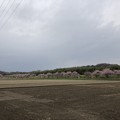 写真: 3月_北浅羽桜堤公園 9