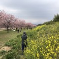 Photos: 3月_北浅羽桜堤公園 4