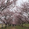 写真: 3月_北浅羽桜堤公園 5