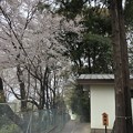 写真: 3月_諏訪神社 3