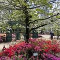 Photos: 4月_平成つつじ公園 6