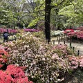 Photos: 4月_平成つつじ公園 7