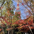 写真: 12月_東京タワー 4