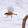 Photos: 2月の鳥さん ***　雪原のヤマガラ