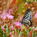 Photos: 蝶の季節到来 **　アゲハチョウ。