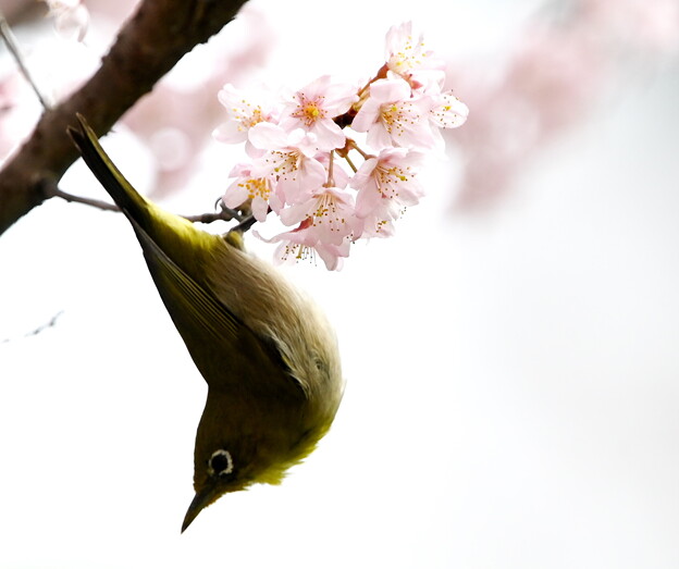 写真: 桜メジロ