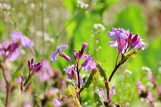 写真: 紫花菜