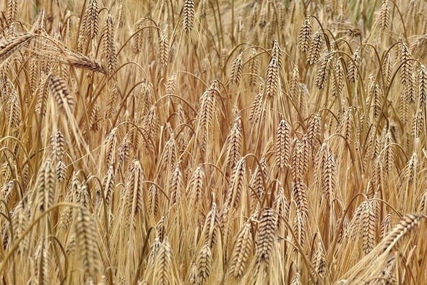 写真: 大麦の麦秋