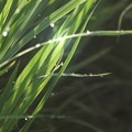 写真: 稲の葉露