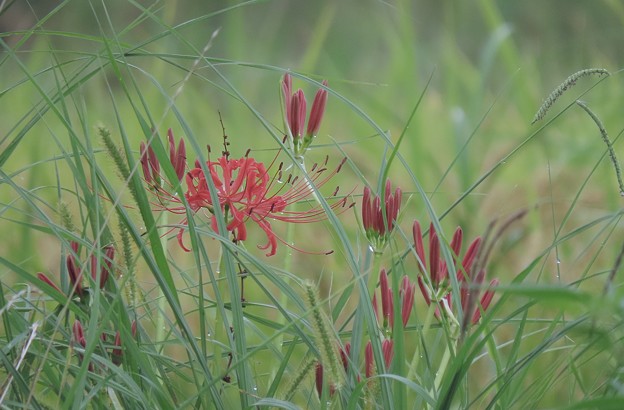 写真: ヒガンバナ開花