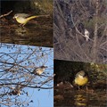 Photos: collage野鳥