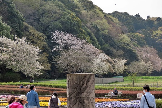 山桜の並木