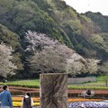 Photos: 山桜の並木