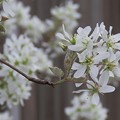 Photos: ４月の白い花