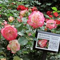 Photos: 薔薇の名板
