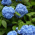 写真: 青い紫陽花