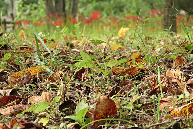写真: 枯れ葉とヒガン