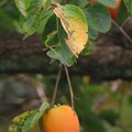 Photos: 柿の葉紅葉