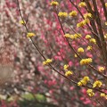 Photos: 春告げ花