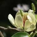 写真: Magnolia foveolata