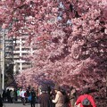 写真: 桜祭り
