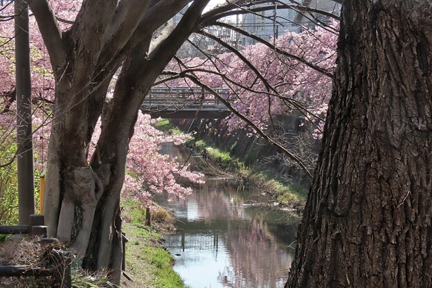 写真: 桜風景