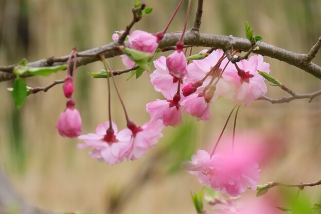 写真: 八重紅枝垂れ桜