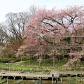 写真: 大枝垂れ桜