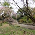 写真: 桜木御殿