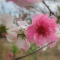 写真: 紅白の花桃
