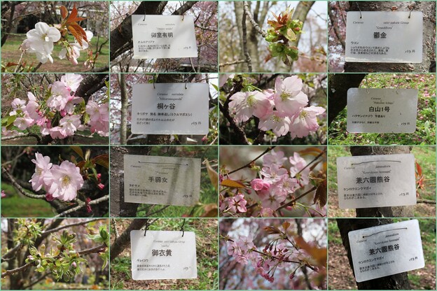 桜の品種