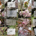 写真: 桜の品種