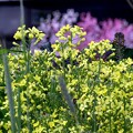 写真: ブロッコリーの花
