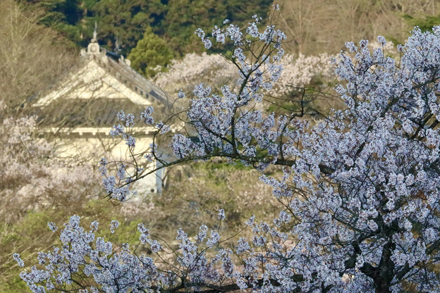Photos: 桜咲く杜の都
