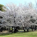 写真: 加納緑地公園の桜