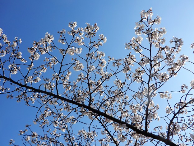 写真: 桜（恩智川畔）