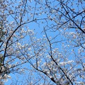 写真: 桜（加納緑地公園） (2)
