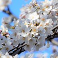 写真: 桜（加納緑地公園） (3)